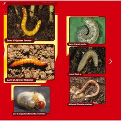 wholesale pesticides LINFA GEONEX INSETTICIDA MICROGRANULARE A